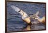 Trumpeter Swan (Cygnus Buccinator)-Lynn M^ Stone-Framed Photographic Print