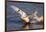 Trumpeter Swan (Cygnus Buccinator)-Lynn M^ Stone-Framed Photographic Print