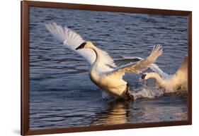 Trumpeter Swan (Cygnus Buccinator)-Lynn M^ Stone-Framed Photographic Print