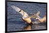 Trumpeter Swan (Cygnus Buccinator)-Lynn M^ Stone-Framed Photographic Print