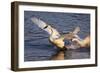 Trumpeter Swan (Cygnus Buccinator)-Lynn M^ Stone-Framed Photographic Print