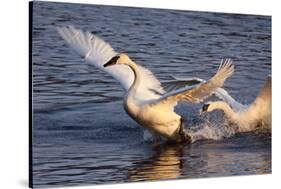 Trumpeter Swan (Cygnus Buccinator)-Lynn M^ Stone-Stretched Canvas