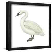 Trumpeter Swan (Cygnus Cygnus Buccinator), Birds-Encyclopaedia Britannica-Framed Poster