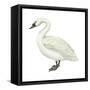 Trumpeter Swan (Cygnus Cygnus Buccinator), Birds-Encyclopaedia Britannica-Framed Stretched Canvas