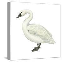 Trumpeter Swan (Cygnus Cygnus Buccinator), Birds-Encyclopaedia Britannica-Stretched Canvas