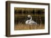 Trumpeter Swan, Firehole River, Yellowstone National Park, Wyoming-Adam Jones-Framed Photographic Print