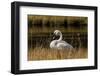 Trumpeter Swan, Firehole River, Yellowstone National Park, Wyoming-Adam Jones-Framed Photographic Print