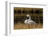 Trumpeter Swan, Firehole River, Yellowstone National Park, Wyoming-Adam Jones-Framed Photographic Print