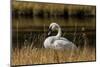 Trumpeter Swan, Firehole River, Yellowstone National Park, Wyoming-Adam Jones-Mounted Photographic Print