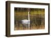 Trumpeter Swan, Firehole River, Yellowstone National Park, Wyoming-Adam Jones-Framed Photographic Print