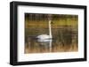 Trumpeter Swan, Firehole River, Yellowstone National Park, Wyoming-Adam Jones-Framed Photographic Print