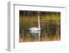 Trumpeter Swan, Firehole River, Yellowstone National Park, Wyoming-Adam Jones-Framed Photographic Print