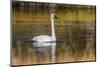 Trumpeter Swan, Firehole River, Yellowstone National Park, Wyoming-Adam Jones-Mounted Photographic Print