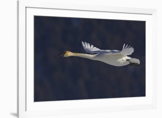 Trumpeter swan flying-Ken Archer-Framed Photographic Print