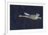 Trumpeter swan flying-Ken Archer-Framed Photographic Print