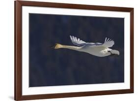 Trumpeter swan flying-Ken Archer-Framed Photographic Print