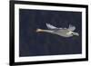 Trumpeter swan flying-Ken Archer-Framed Photographic Print