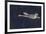 Trumpeter swan flying-Ken Archer-Framed Photographic Print