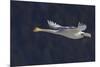 Trumpeter swan flying-Ken Archer-Mounted Photographic Print