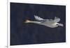 Trumpeter swan flying-Ken Archer-Framed Photographic Print