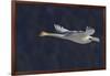 Trumpeter swan flying-Ken Archer-Framed Photographic Print