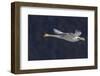 Trumpeter swan flying-Ken Archer-Framed Photographic Print