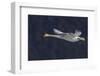 Trumpeter swan flying-Ken Archer-Framed Photographic Print