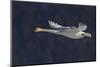 Trumpeter swan flying-Ken Archer-Mounted Photographic Print