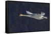 Trumpeter swan flying-Ken Archer-Framed Stretched Canvas