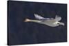 Trumpeter swan flying-Ken Archer-Stretched Canvas