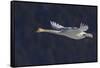 Trumpeter swan flying-Ken Archer-Framed Stretched Canvas