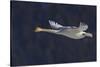 Trumpeter swan flying-Ken Archer-Stretched Canvas
