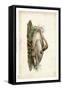 Trumpeter Swan II-John James Audubon-Framed Stretched Canvas