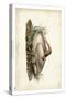 Trumpeter Swan II-John James Audubon-Stretched Canvas