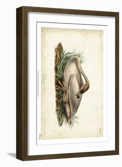 Trumpeter Swan II-John James Audubon-Framed Art Print