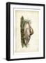 Trumpeter Swan II-John James Audubon-Framed Art Print