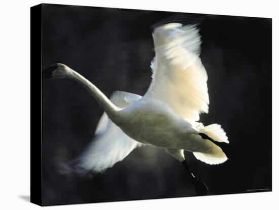 Trumpeter Swan in Flight-Vernon Merritt III-Stretched Canvas