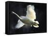 Trumpeter Swan in Flight-Vernon Merritt III-Framed Stretched Canvas