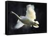 Trumpeter Swan in Flight-Vernon Merritt III-Framed Stretched Canvas