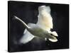 Trumpeter Swan in Flight-Vernon Merritt III-Stretched Canvas