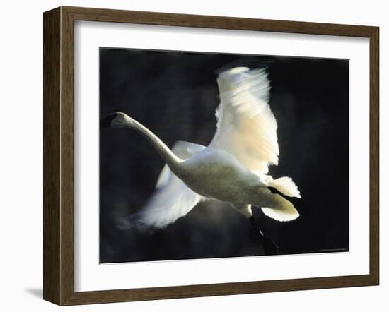 Trumpeter Swan in Flight-Vernon Merritt III-Framed Photographic Print