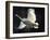 Trumpeter Swan in Flight-Vernon Merritt III-Framed Photographic Print