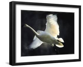 Trumpeter Swan in Flight-Vernon Merritt III-Framed Photographic Print