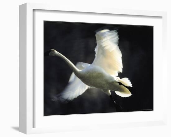 Trumpeter Swan in Flight-Vernon Merritt III-Framed Photographic Print