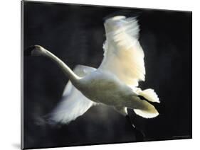 Trumpeter Swan in Flight-Vernon Merritt III-Mounted Photographic Print