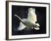 Trumpeter Swan in Flight-Vernon Merritt III-Framed Photographic Print