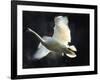 Trumpeter Swan in Flight-Vernon Merritt III-Framed Photographic Print