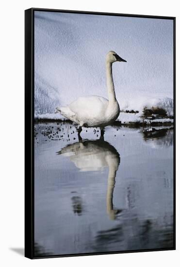 Trumpeter Swan in Shallow Water-W. Perry Conway-Framed Stretched Canvas