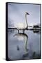 Trumpeter Swan in Shallow Water-W. Perry Conway-Framed Stretched Canvas