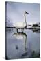 Trumpeter Swan in Shallow Water-W. Perry Conway-Stretched Canvas